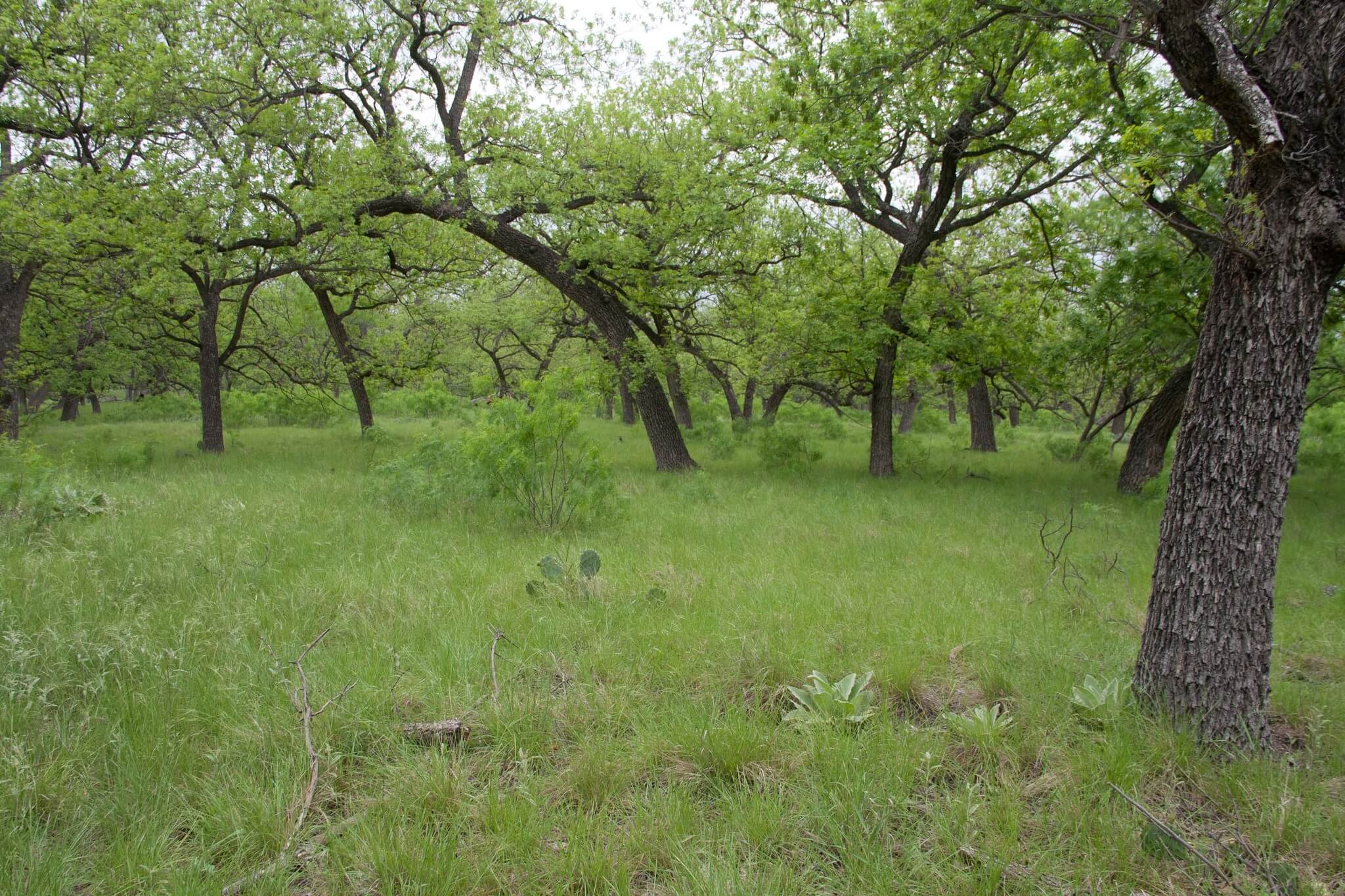 Carya illinoinensis